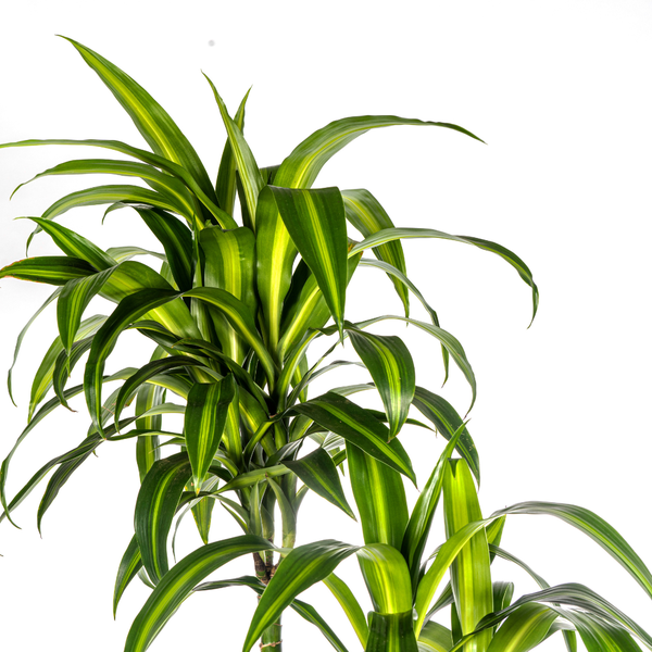 Dracaena Deremensis Hawaiian Sunshine Ø27cm - ↕180cm  BotanicBridge