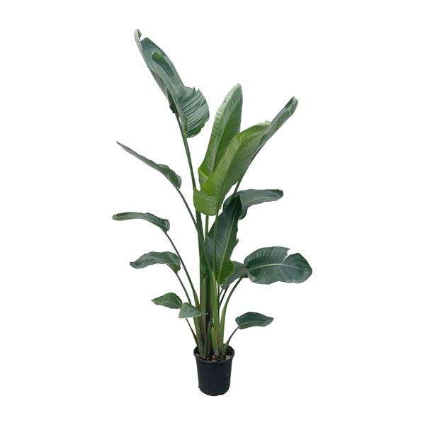 Strelitzia Nicolai XXL - 220 cm - ø27  BotanicBridge