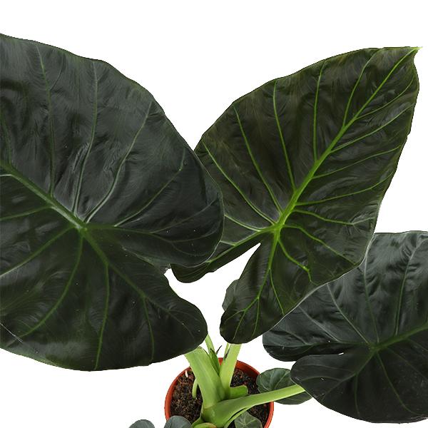 Alocasia Regal Shield Ø21cm - ↕100cm in Vibes WIT pot  BotanicBridge