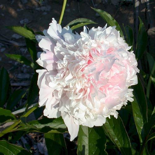 Paeonia 'Cornelia Shaylor' - 2x  BotanicBridge