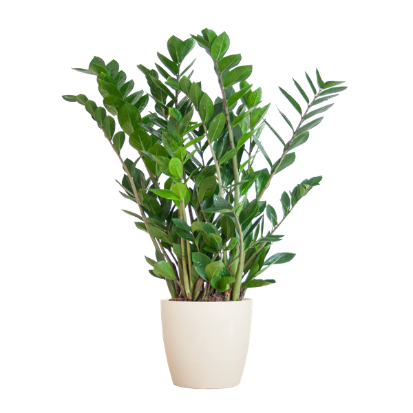 Zamioculcas Zamiifolia met Viber wit - 80cm - Ø21  BotanicBridge