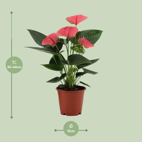 Anthurium Sweet Dream In Transparant Sleeve - Ø12cm - ↕36cm  BotanicBridge