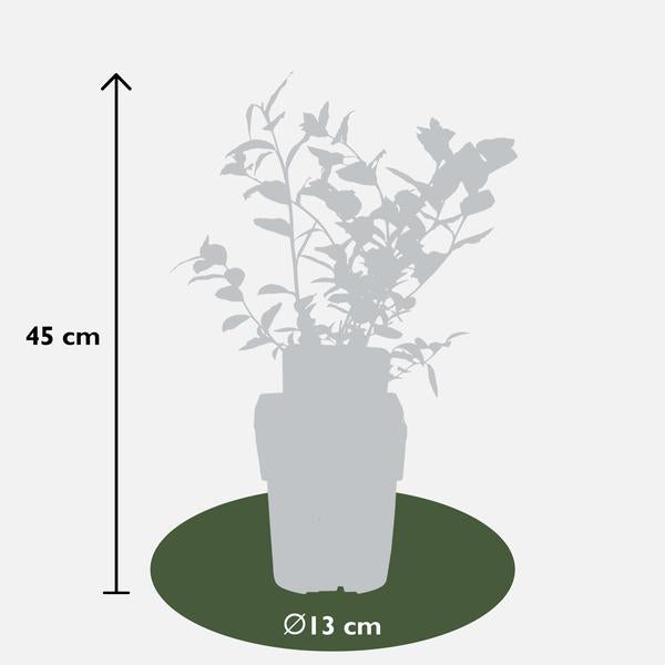 Vaccinium corymbosum 'Reka' - Blauwe bes - Ø13cm - ↕45cm  BotanicBridge