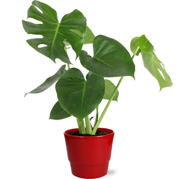 Monstera Deliciosa - Ø17cm - ↕55cm + Pot Basic D18x15cm - Rood  BotanicBridge