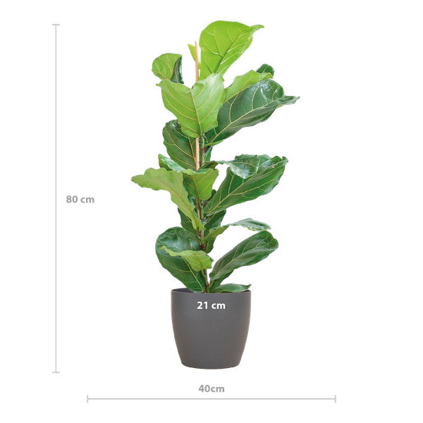 Ficus Lyrata met Viber pot grijs - 80cm - Ø21  BotanicBridge