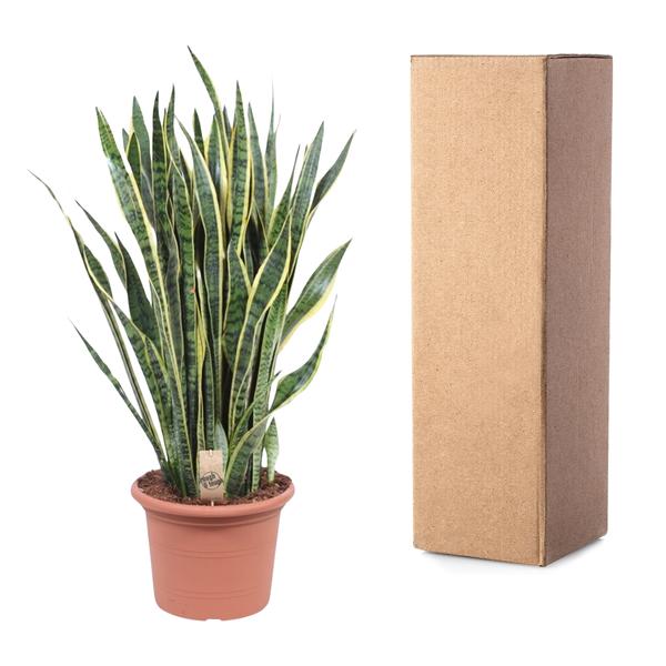 Sansevieria Laurentii - 100 cm - ø35  BotanicBridge