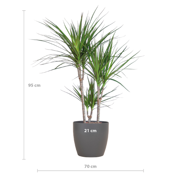 Dracaena Marginata met Viber pot grijs - 95cm - Ø21  BotanicBridge