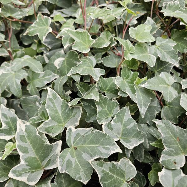 Hedera helix 'Glacier' - ↕10-25cm - Ø9cm - 40x  BotanicBridge