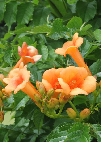 2x - Campsis 'Indian Summer' - ↨65cm - Ø15  BotanicBridge