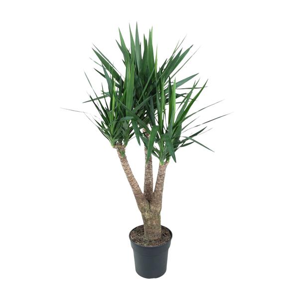 Yucca Elephantipe vertakt - 150 cm - ø31  BotanicBridge