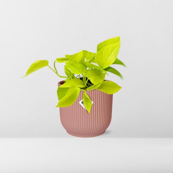 Epipremnum Pinnatum ‘Golden Pothos’ in ELHO Vibes Fold 14cm roze  BotanicBridge