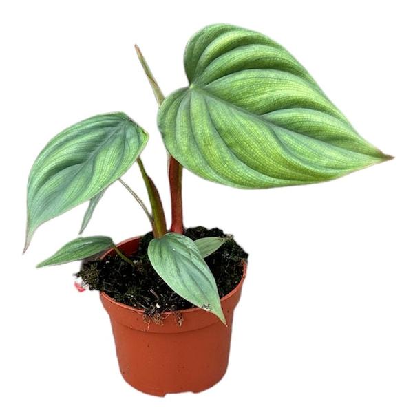 Philodendron Sp Colombia - Ø10,5cm - ↕15cm  BotanicBridge