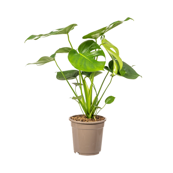 Monstera Deliciosa Tauerii Ø19cm - ↕80cm  BotanicBridge