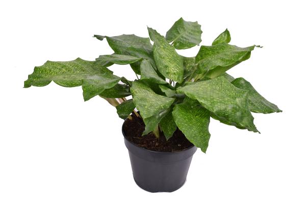 Calathea Musaica Network - Ø14cm - ↕35cm  BotanicBridge