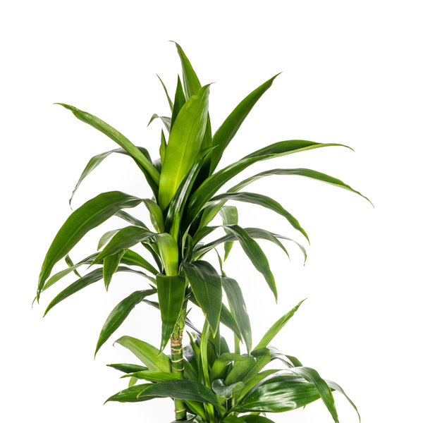 Dracaena Deremensis Lisa Ø24cm - ↕140cm  BotanicBridge