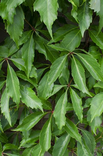 4x - Parthenocissus q. var. 'Engelmannii' - ↨65cm - Ø15  BotanicBridge