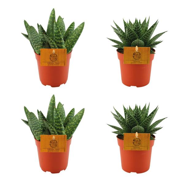 2x Aloe Paradisicum + 2x  Gasteria Hybride Aurora - 4 stuks - Ø10.5cm - ↕10cm  BotanicBridge