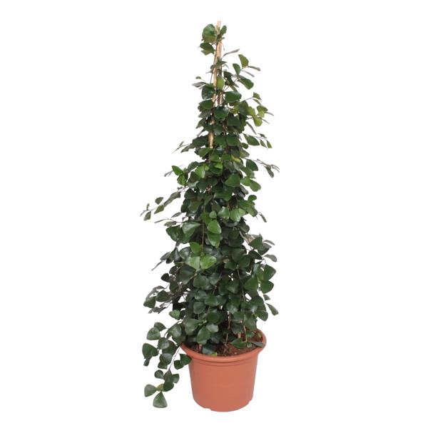 Ficus Trinova pyramide - 240 cm - ø50  BotanicBridge