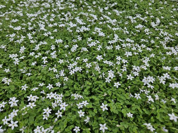 Isotoma fluviatilis 'Alba'- ↕10-25cm - Ø9cm - 40x  BotanicBridge