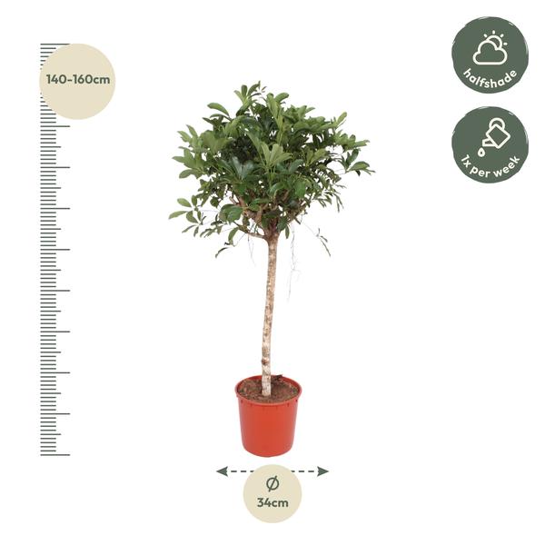 Schefflera Arboricola Compacta boom - 150 cm - ø34  BotanicBridge