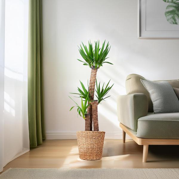 Yucca XL met Torun mand - 125cm - Ø24  BotanicBridge