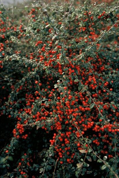 Cotoneaster suec. 'Coral Beauty' - ↕10-25cm - Ø9cm - 6x  BotanicBridge