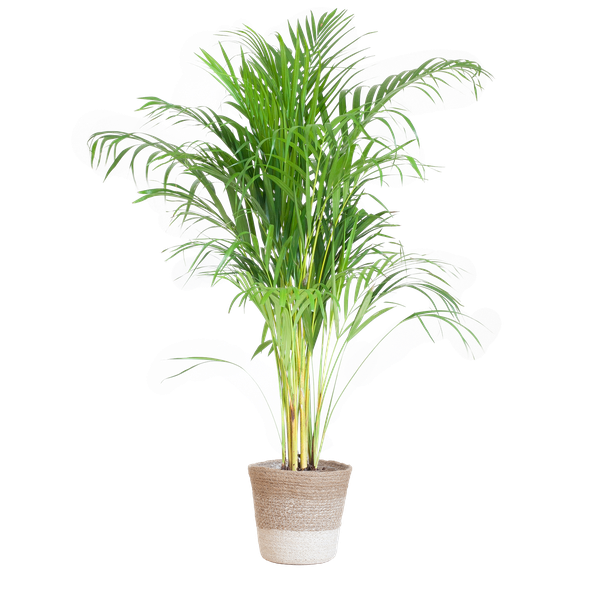 Areca Palm (Dypsis) met Lissabon mand wit - 100cm - Ø21  BotanicBridge