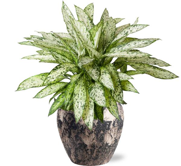 Dieffenbachia Vesuvius - Ø27cm - ↕80cm + Doug Pot D29x26cm - Zwart Beige  BotanicBridge