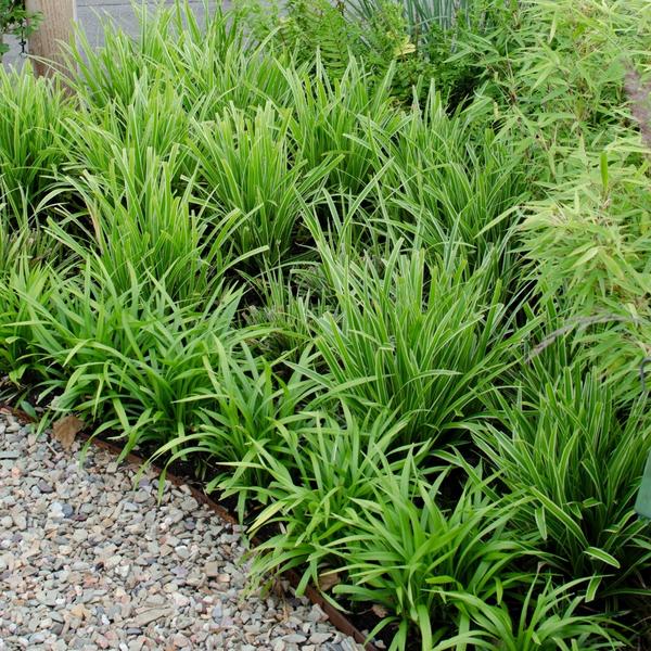 6 x Carex morrowi 'Ice Dance' - Ø 14 cm - ↨ 25 cm  BotanicBridge