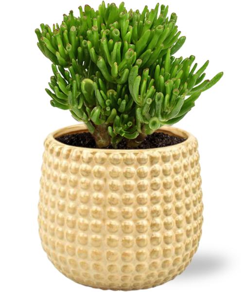 Crassula Hobbit - Ø15cm - ↕21cm + Bubble Pot D16,5x15cm - Goud  BotanicBridge