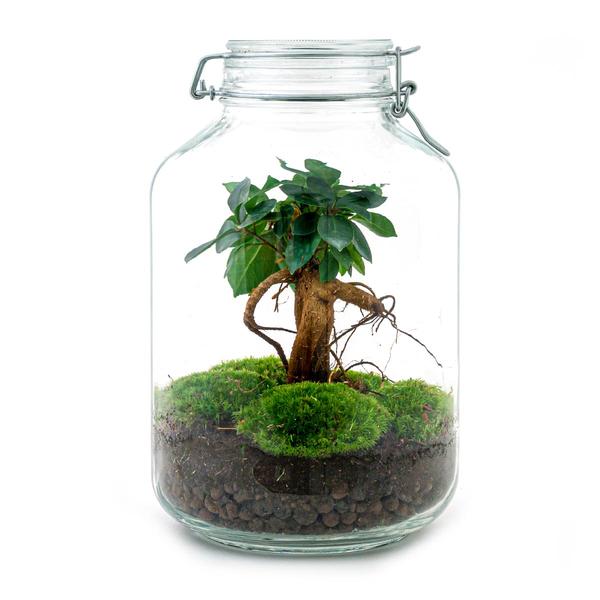 DIY terrarium - Jar - Ficus Ginseng bonsai - ↕ 28 cm - Rake + Shovel + Tweezer  BotanicBridge