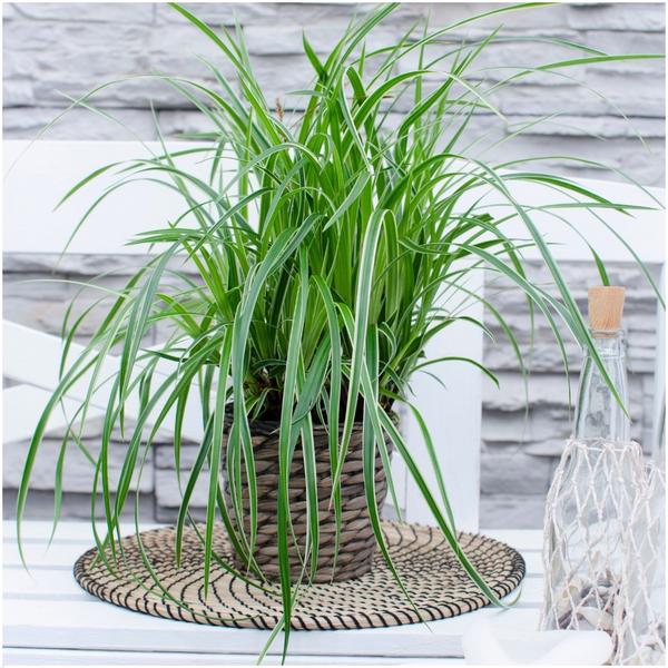 6 x Carex morrowi 'Ice Dance' - Ø 14 cm - ↨ 25 cm  BotanicBridge