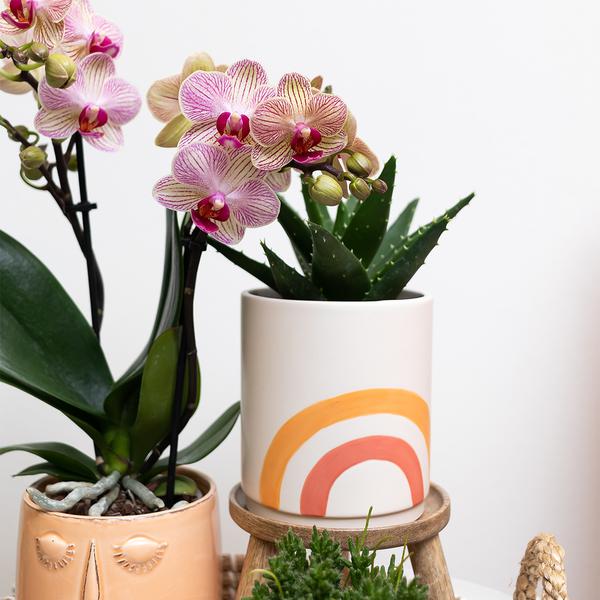 Kolibri Home | Rainbow peach bloempot - Crème keramieken sierpot met print  BotanicBridge