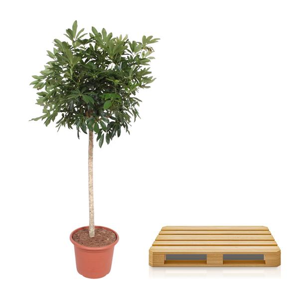 Schefflera Arboricola Compacta boom - 190 cm - ø45  BotanicBridge