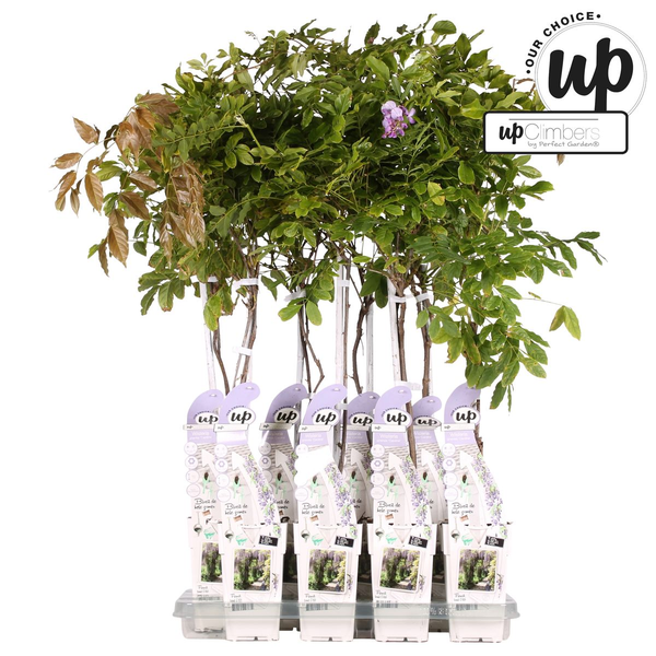 Wisteria sinensis Caroline - Paarse Regen - Ø15cm - ↕65cm  BotanicBridge