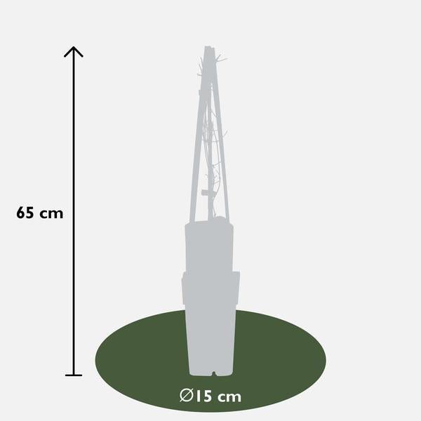 Clematis Jackmanii - Ø15cm - ↕65cm  BotanicBridge