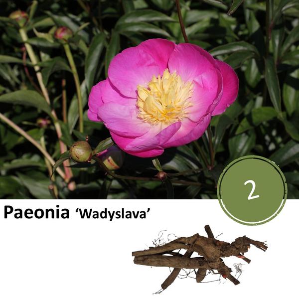 Paeonie 'Wadyslava' - 2x  BotanicBridge