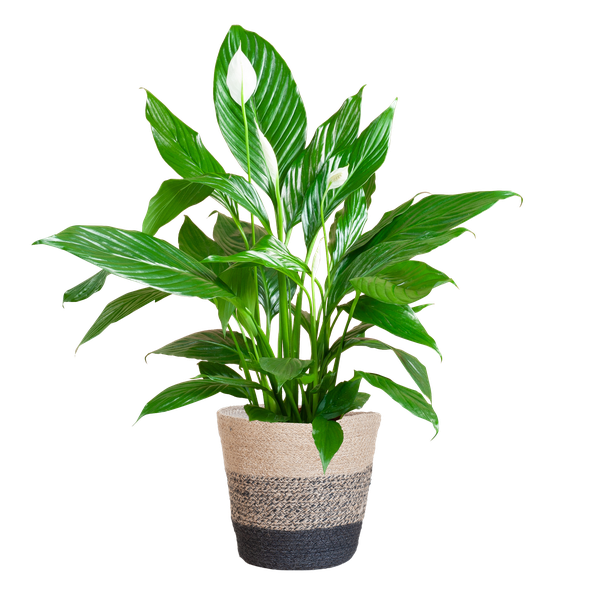 Spathiphyllum met Mand Lissabon zwart - 80cm - Ø21  BotanicBridge