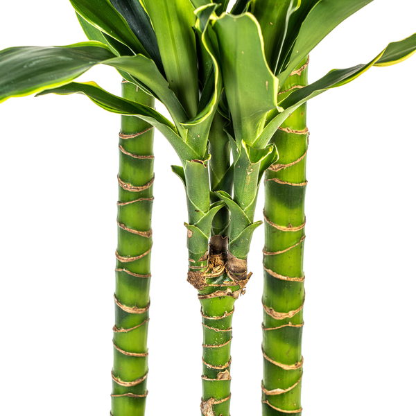 Dracaena Fragrans Golden Coast Ø24cm - ↕140cm  BotanicBridge