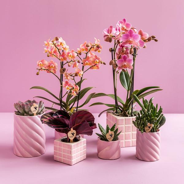 Kolibri Home | Mosa sierpot - Pink - Ø9cm  BotanicBridge