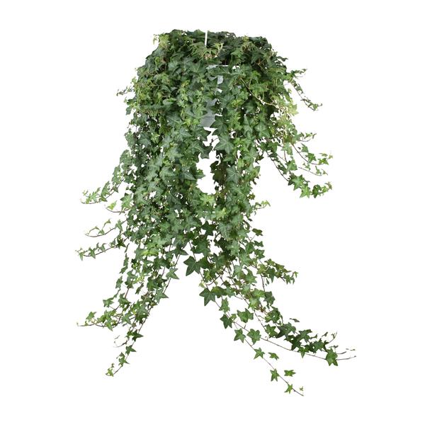 Hedera Helix Pitsburg - Hang/XXL - Ø24cm - ↕cm  BotanicBridge