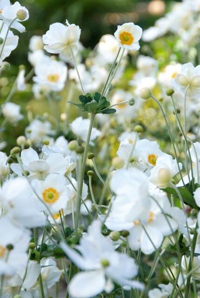 Anemone hyb. 'Honorine Jobert' - ↕10-25cm - Ø9cm - 40x  BotanicBridge