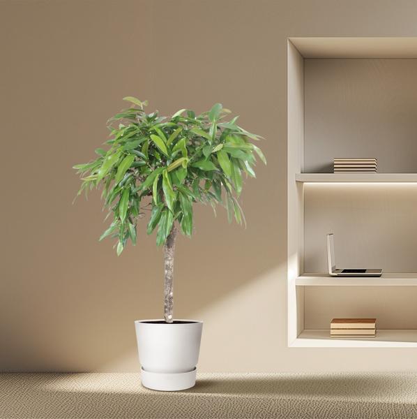 Ficus Amstel King - 140 cm - ø30  BotanicBridge