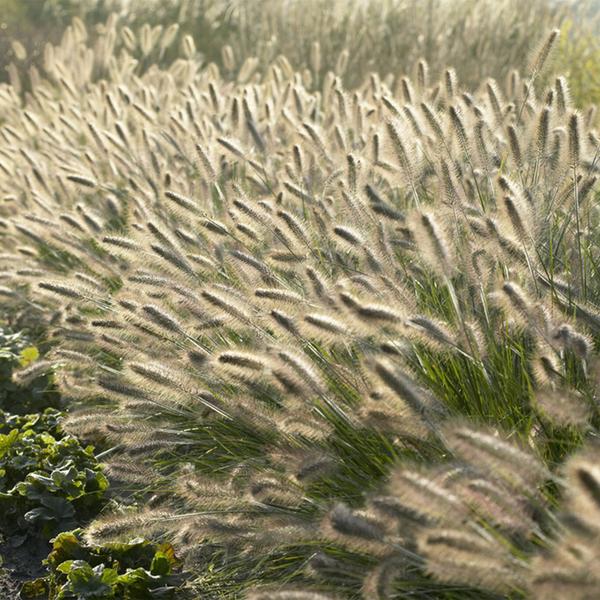 Pennisetum alopecuroides 'Hameln' - ↕10-25cm - Ø9cm - 40x  BotanicBridge