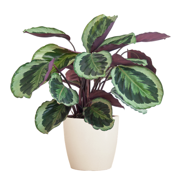 Calathea Medaillon met Viber wit - 65cm - Ø19  BotanicBridge