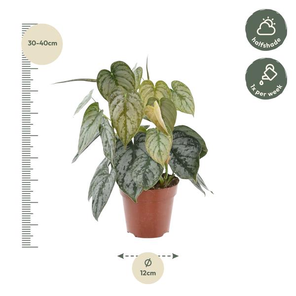 Philodendron Brandtianum - 35 cm - ø12  BotanicBridge