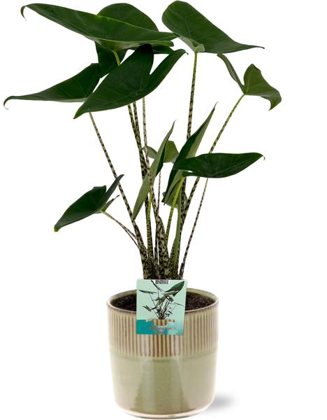 Alocasia Zebrina - Ø19cm - ↕75cm + Terni Pot D20x20cm - Groen  BotanicBridge