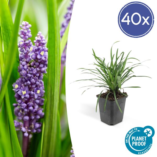 Liriope muscari 'Big Blue' - ↕10-25cm - Ø9cm - 40x  BotanicBridge