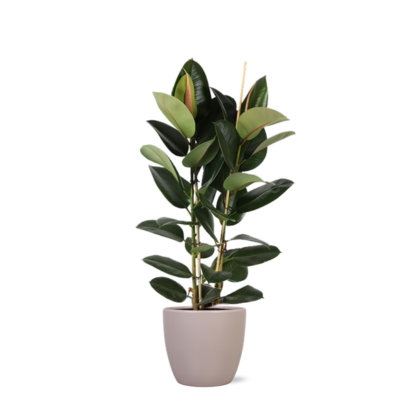 Ficus Elastica Robusta Ø24cm - ↕110cm in Boule TAUPE pot  BotanicBridge