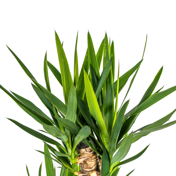 Yucca Elephantipes Ø24cm - ↕130cm  BotanicBridge